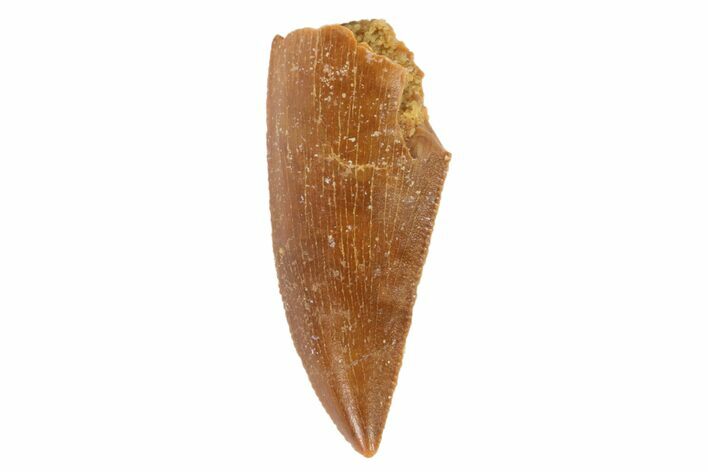 Serrated, Raptor Tooth - Very Large Example #86023
